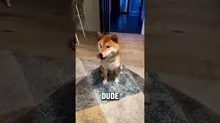 Back with little dude 🍗🐶 #funny #pets #puppy #cute #cutedog #tiktok #dog #dogshorts #noddyshiba