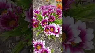 Treasure Flower #shorts #short #gazania #flowers #pinkflowers  #nature #youtubeshorts #ytshorts