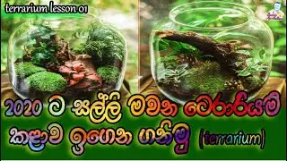 How to Make a Terrarium sinhalen (ටෙරාරියමි කළාව ඉගෙන ගනිමු)