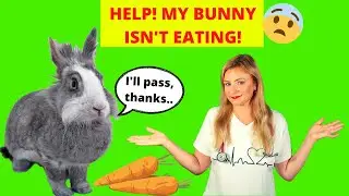 Why Is My Rabbit Not Eating? What should I do? (Vet Explains)