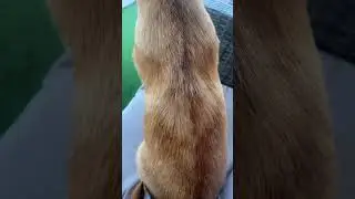 hackles standing up #wholesome #puppy #cuteanimal #akita #germanshepherd #dog #cutepet