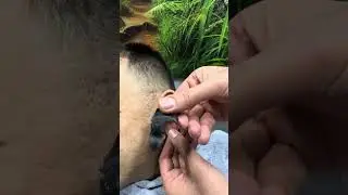 Ear Wax 😳 #waxing #wax #hardwax #hairremoval #asmr #waxbeads #satisfyingasmr