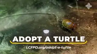 It's Turtle Tuesday!