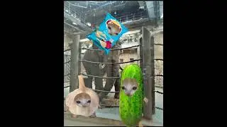 Зоопарк