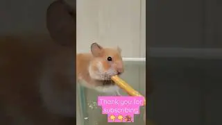 Funny hamster | #cute #animals | #playful #hamster #dance| #youtube | #shorts | hamster #daily #life