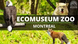 Zoo Ecomuseum Montreal One and only outdoor zoo on the island of Montr&eacute;al