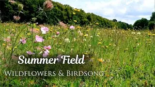 Calming Summer Wildflower Meadow Ambience | with Birds Singing | for Relaxation, Meditation, Study