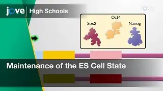 Maintenance of the ES Cell State | Cell Bio | Video Textbooks - Preview