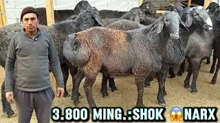 3.800 ming DAN QOCHQOR LAR TOJIK PARODA SHOK😱NARX ULGIRIB QOLING