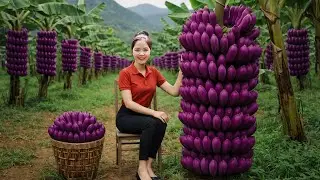 Harvesting 1000+KG Giant Purple BANANA Garden To Sell At the Market-Village life