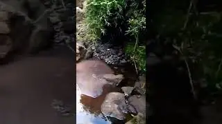 Walking along a river with rocks.#nature #njabini #riverwalk #RiverVibes #NatureSounds