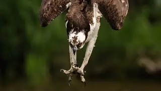 Osprey showing off his diving skills Nikon Z9 200-500 4K 120 must see !!