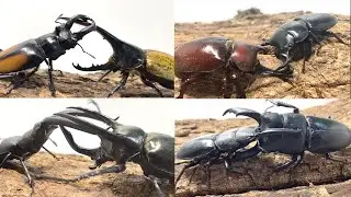 カブトムシクワガタバトル 新春虫祭り ミドル級タイトルマッチ パラワンヒラタ ハンマウン vs ウンナンヒラタ 雲裂 ヘラクレスオオカブト コーカサスオオカブト 日本のカブトムシ ほか