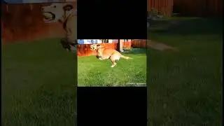 #apple #dog #shorts #ai