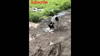 help street animal #feedingstreetdogs #adoptstrays #animals