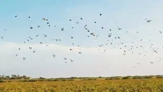 Best White Wing Dove Hunting In Texas