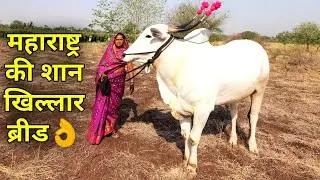 चैम्पियन खिल्लार नस्ल महाराष्ट्र की शान|Khillar Cow Breed Farm In Maharashtra India