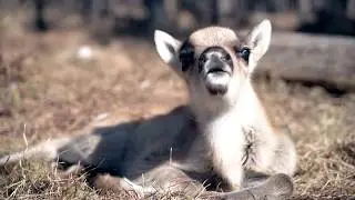 Маленький северный олень 😍🦌 Милые оленьи детеныши весной в Рованиеми, Лапландия, Финляндия