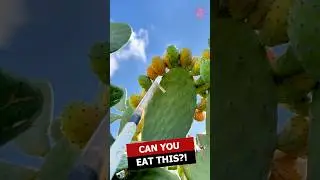Is It Safe to Eat Cactus? (Shocking Truth Revealed!)