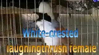 White-crested laughingthrush female sound 05