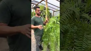 Sabe como cuidar da sua samambaia ? Olha as dicas