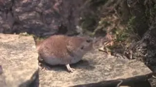 Pygmy Shrew