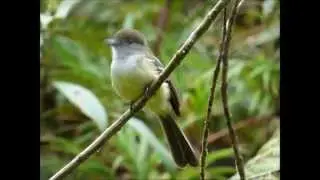 pale-edged flycatcher (Myiarchus cephalotes)