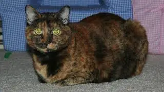 Rest in Peace Nutmeg the Cat