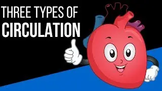 Three types of circulation in the body