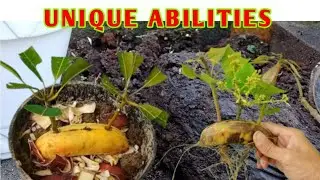 How to cut mango tree stems, CAN BE FRUIT FAST
