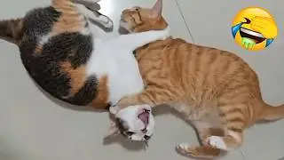 Daylight Indoor Robbery | Internet Cats