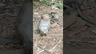 Mother Monkey Feeds Baby While Being Watched | Raw Jungle Life Moments