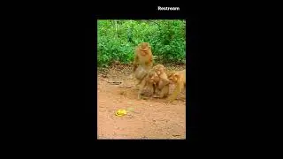 Brilliant monkey #live #viral #short #shortvideo  #seo  #animal  #toutubechannel #newsong #tradding
