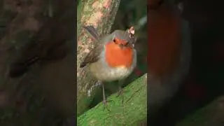 CUTE ROBIN BIRD FUNNY VIDEOS