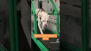 Rupert is a high energy dog who lives in an apartment. #pitbull #happydog #dogtreadmill #dogexercise