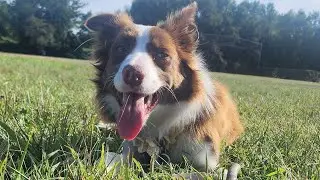 5 Hours of Relaxing Dog Music 🎶 Calm Acoustic Music & Border Collie Walk 🐶 