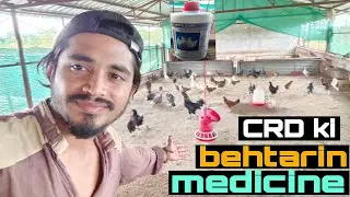 मुर्गी मे सर्दी का इलाज | CRD disease treatment | crd best medicine for chickens