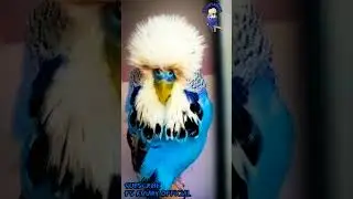 Blue Opaline Exhibition Cock | Show Class Blue Opaline Exhibition Budgie Parrot | FS Aviary Official