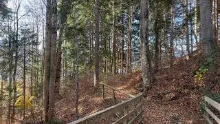 Autumn Morning Walk in Tegernsee Forest, Germany - 4K 60fps
