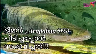 നമ്മുടെ സ്വന്തം Arapaima യുടെ വീഡിയോ എത്തിമക്കളേ...😍😍😍😍😍