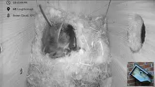 Blue Tit Nest box Loughborough - livestream - 6 eggs hatched