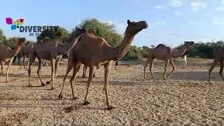 Mizari Camel Herd Back To Fence || Camels Of Thar