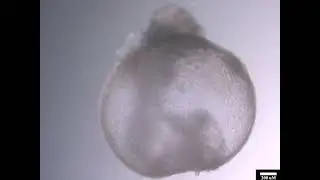 E8.5 equivalent post-gastrulation synthetic mouse embryo made from naive ESC pluripotent stem cells