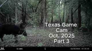 Texas Game Cam Oct 2025
