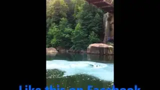 Josh Wilson Bull Run 120 ft Bridge