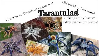 What are the different types of tarantulas?