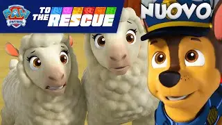 NUOVO! Chase salva le pecore in fuga | PAW Patrol: In Azione | PAW Patrol italiano