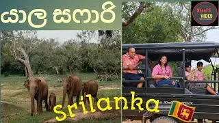 Yala national park # safari tour # 🇱🇰 While we were on vacation in Sri Lanka#2025 @ Shani'S VIBES 