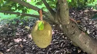 Under The Jackfruit Tree | Fruit & Spice Park
