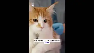Cat Health Warning Signs ⚠️#cat #cats #cuteanimals  #parvovirus #parvo #pets #pet #catlovers